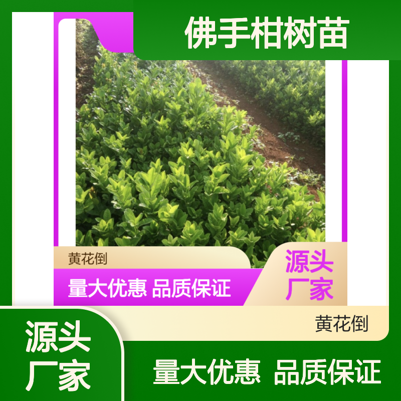 佛手柑树苗基地直供 批发零售 观赏性强 易于管理
