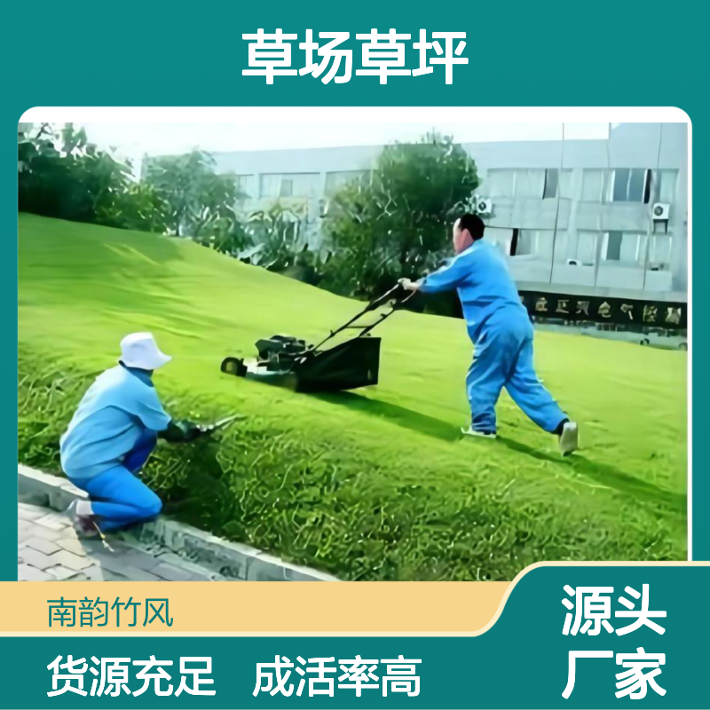 草草场草坪种植批发 承接绿化工程 成活率高 货源充足