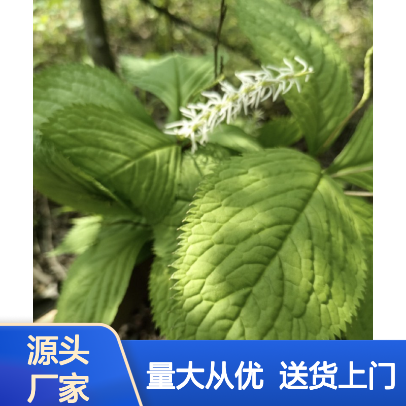 苗木合作社自营 四片瓦种苗 专线直达 多年生草本