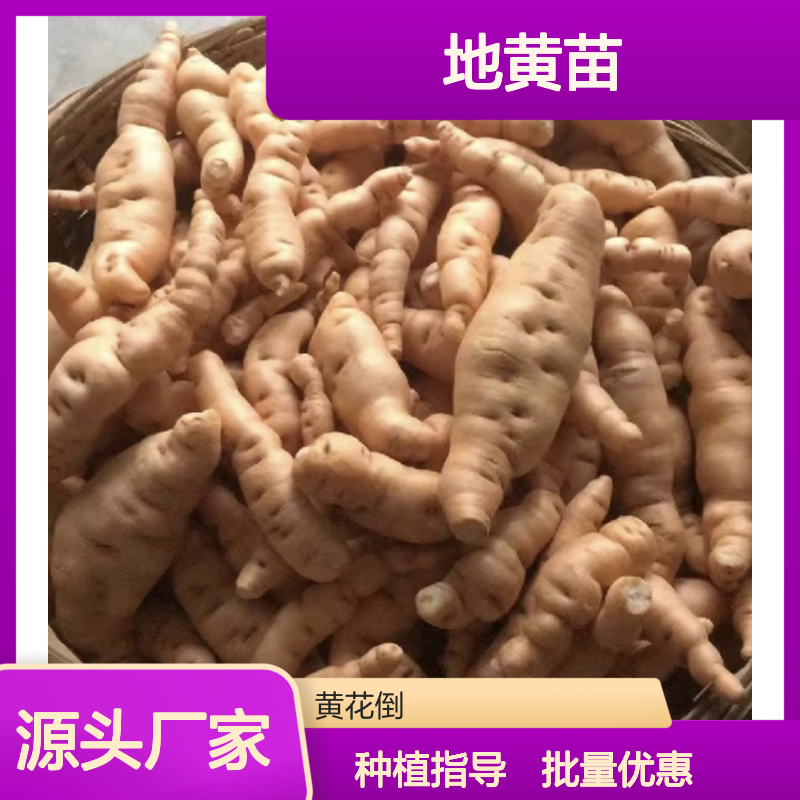 地黄苗批发 多年生草本植物 品质优良 适应性强