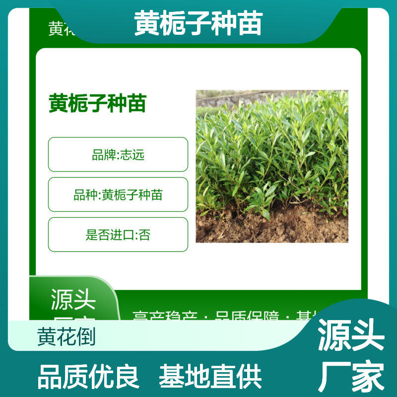 优质黄栀子种苗 批发供应 生长迅速 收益高 易于管理