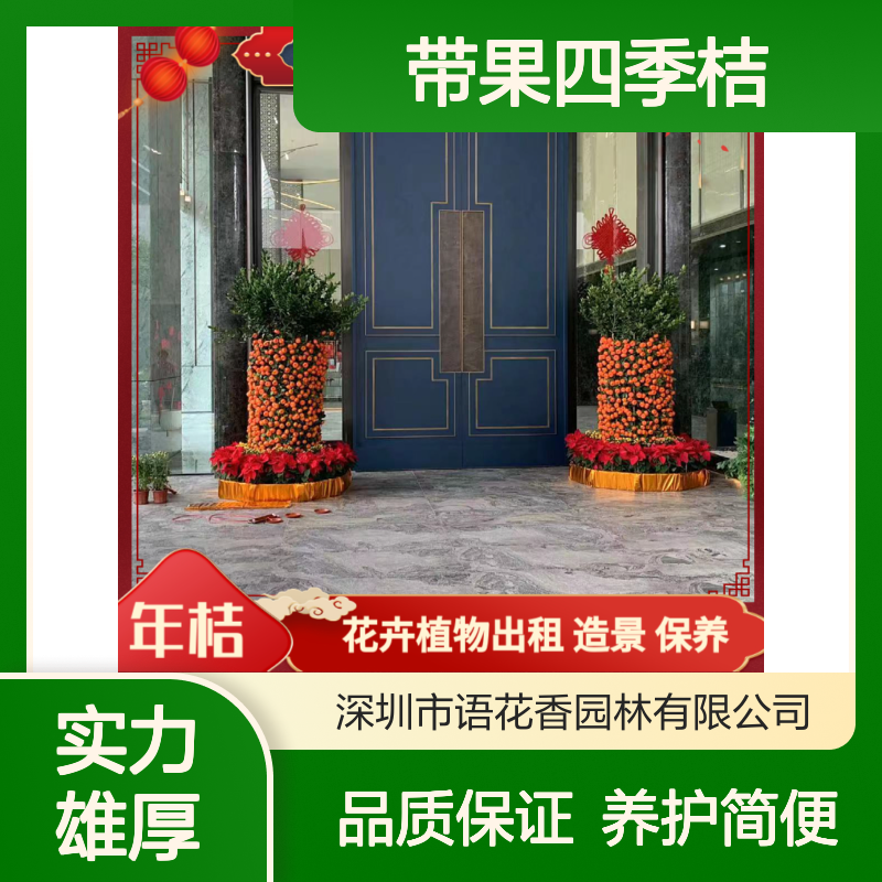 带果四季桔盆栽 室内观赏佳品 蝴蝶兰点缀 年味满满