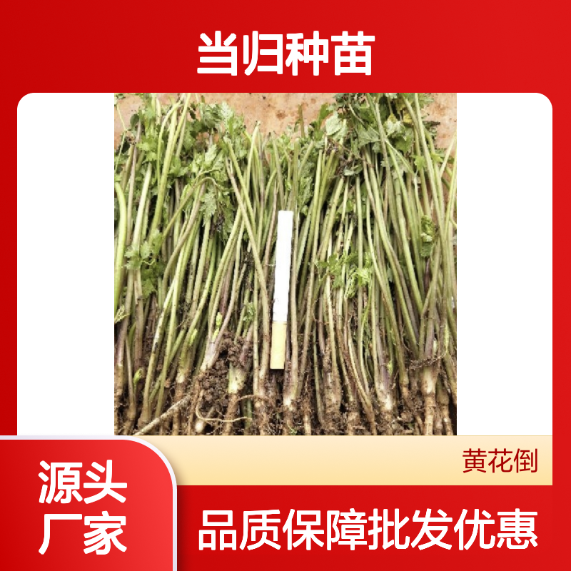精选当归种苗 基地种植 批发供应 品质优良 通风透光