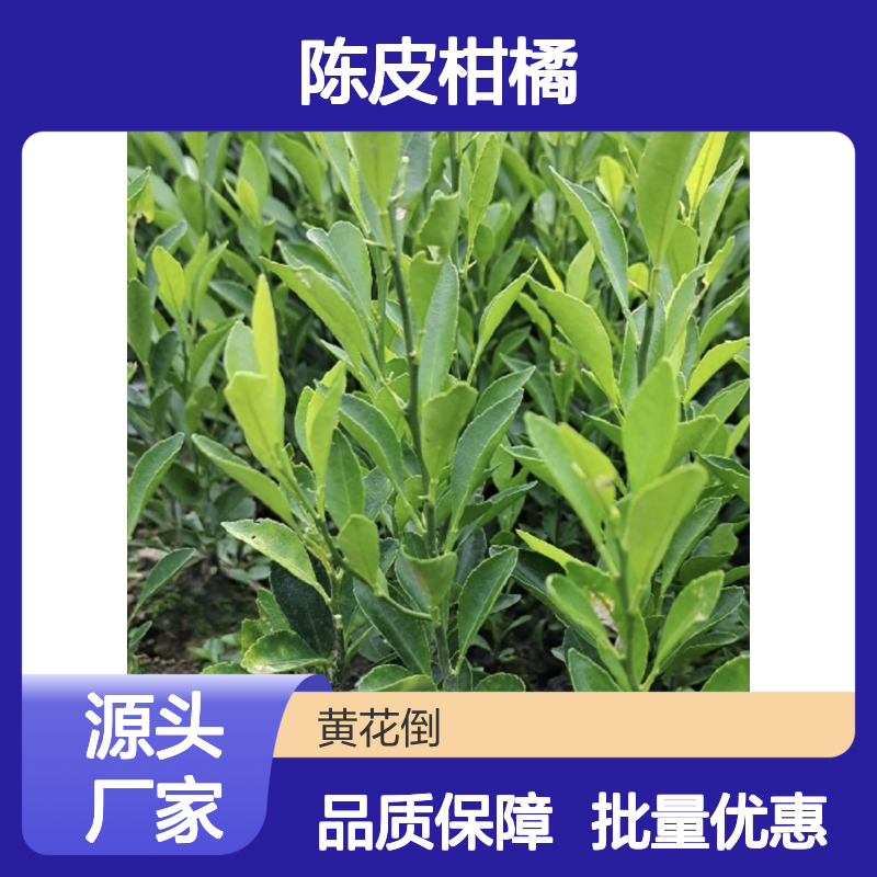陈皮柑橘果树苗 批发基地直供 品质优良 管理规范