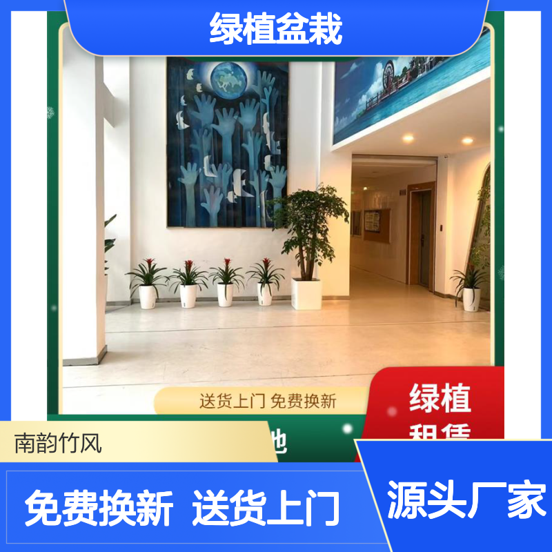 南韵竹风 福永绿植盆栽出租 花店店面零售 基地种植性价比高