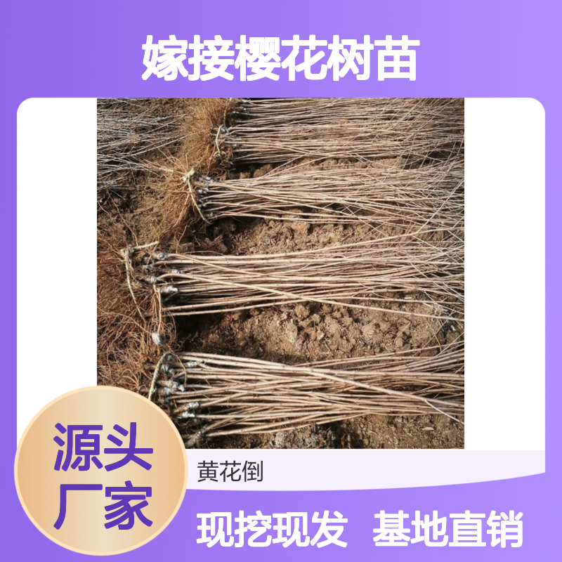 嫁接樱花树苗 基地直供 品种齐全 成活率高 专业培育