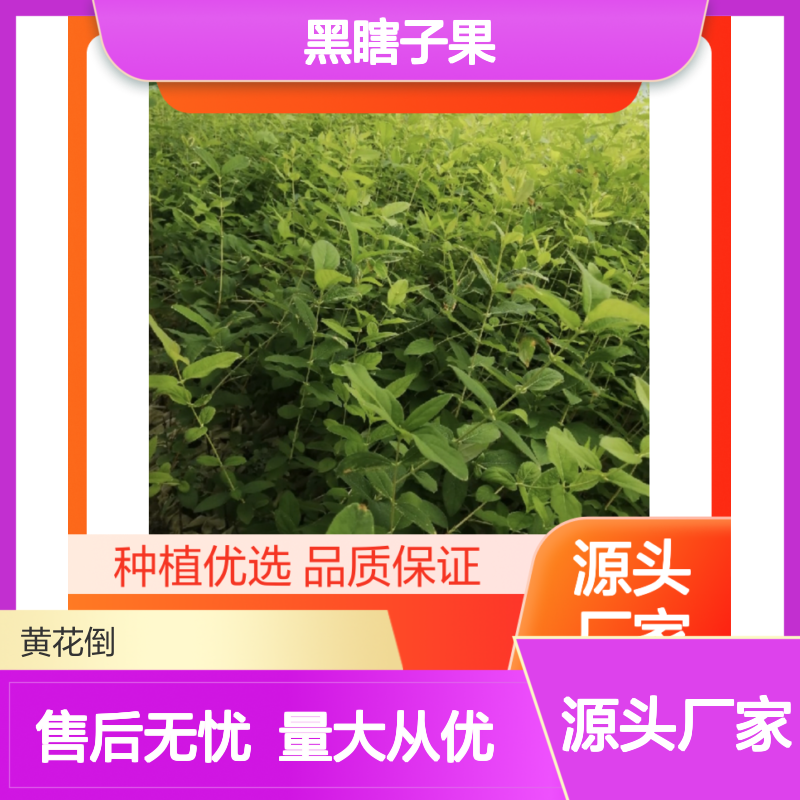 黑瞎子果种苗 极寒特产 高糖口感 园间易管 品质保证