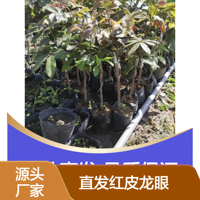 产地直发红皮龙眼实生树苗 苗圃产地直供品质保证种植技术分享