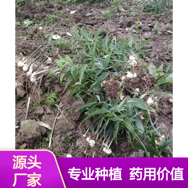 当年新采黄精种子 自营基地技术指导 药用广泛