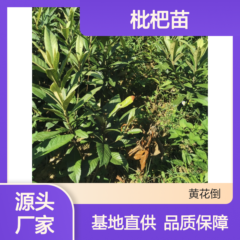 精选优质枇杷苗 批发基地直供 品种丰富 健壮易活