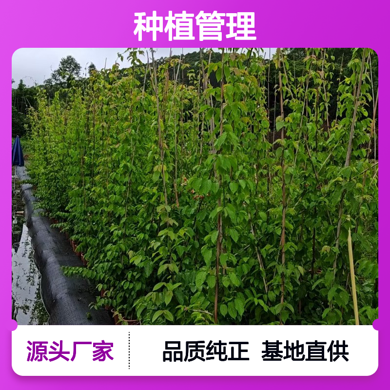 使君子种苗 基地直发包教种植管理技术 品质纯正可票