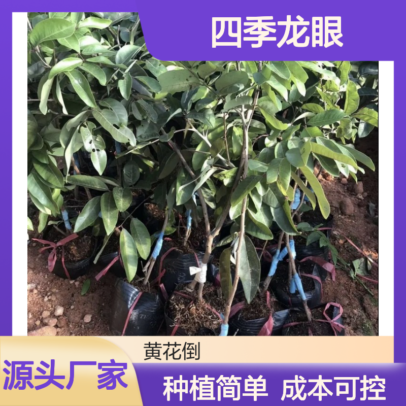 产地直供四季龙眼实生苗 种植成本低可控 荒山农田均可种植