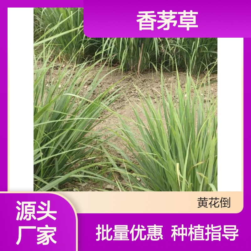 香茅草苗 多年生草本香料作物 种植指导 烹饪必备