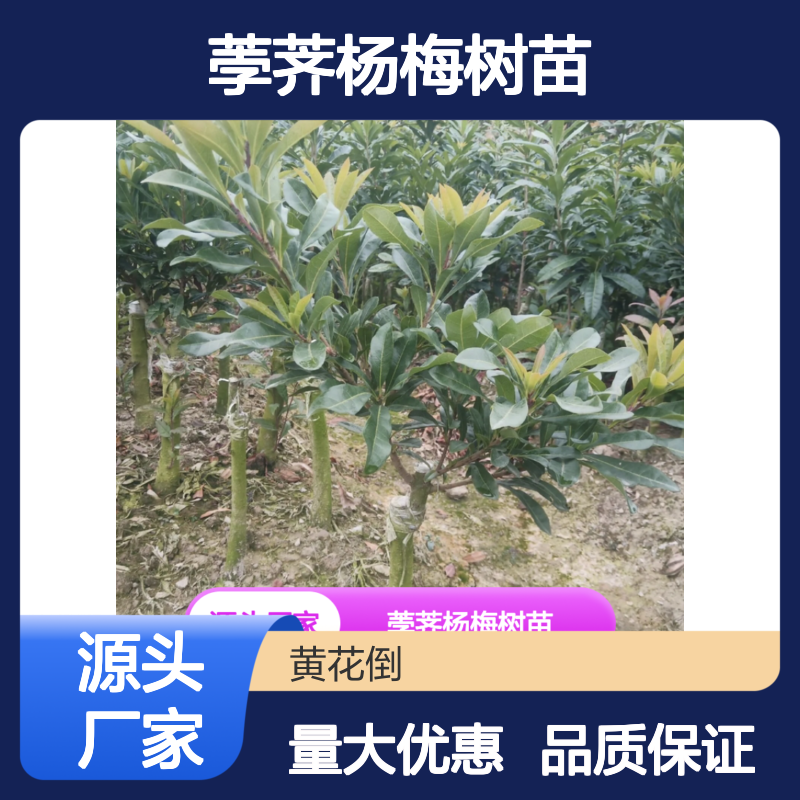 荸荠杨梅树苗 批发种植 主产区直供 果园优选 品质上等