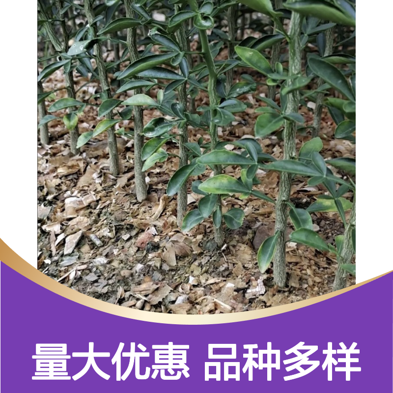 大叶枳橙芽苗 优质砧木品种齐全 抗寒性强 应用广泛