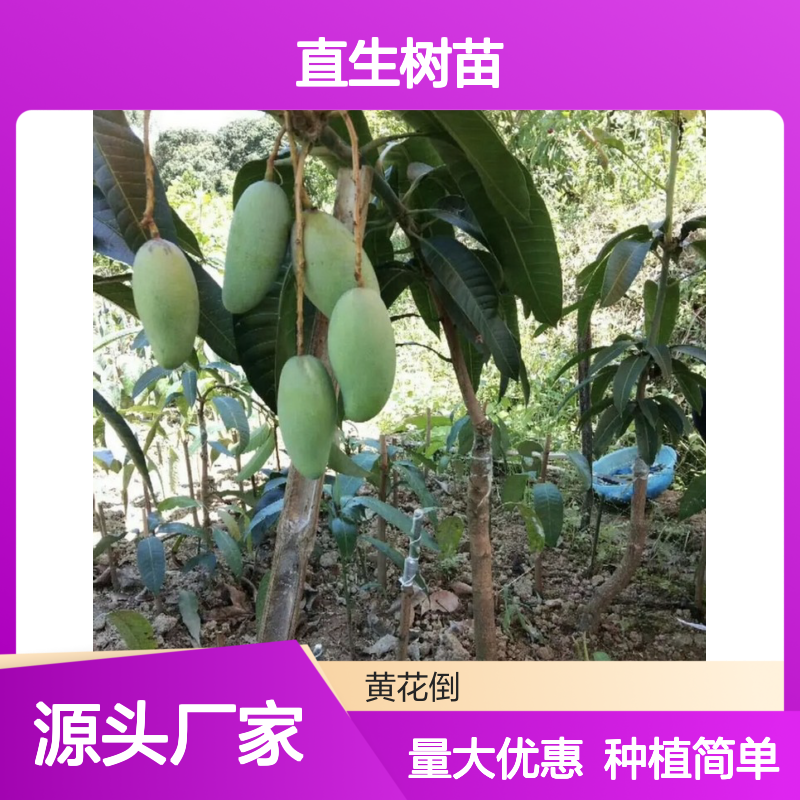 爱文芒果直生树苗 基地直发 种植指导 品质纯正