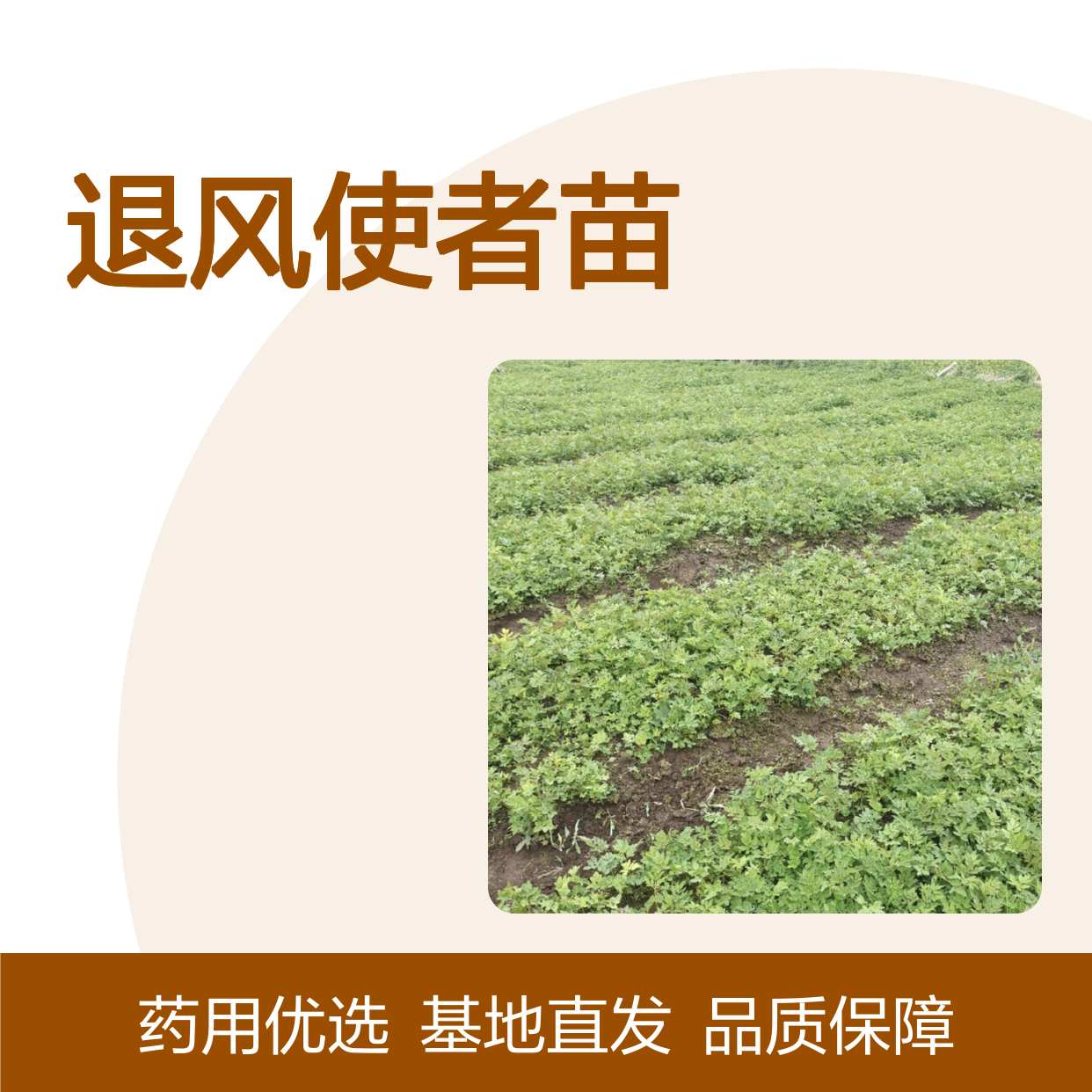 退风使者苗 基地直供 多年生草本植物 耐寒耐旱