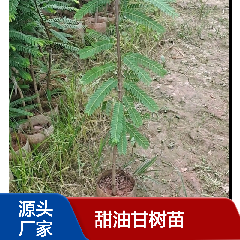 甜油甘树苗 批发种植 喜光耐旱 适应性强 易于管理