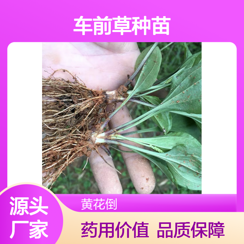 车前草种苗 基地直供 批量种植 生长旺盛 适应性强