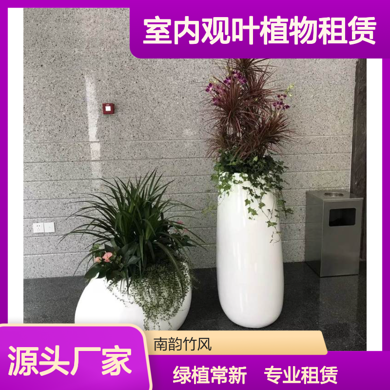 室内观叶植物租赁服务，专业养护，绿植常新 美化环境