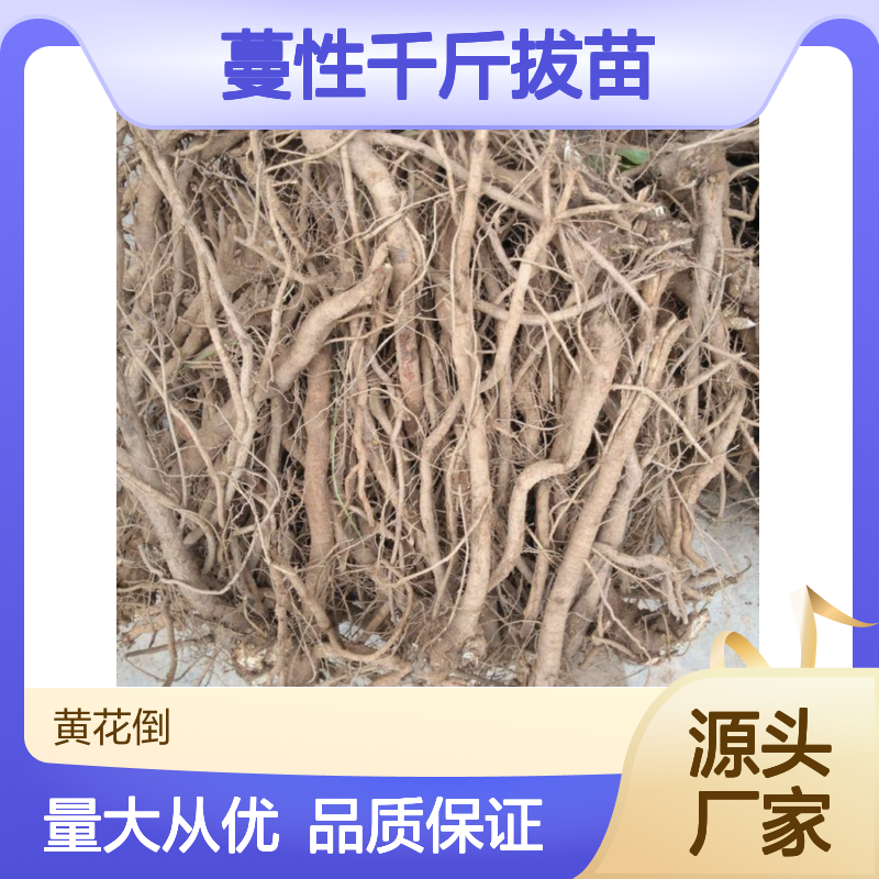 蔓性千斤拔苗 批发主产区直供 断面白色 无霉无虫