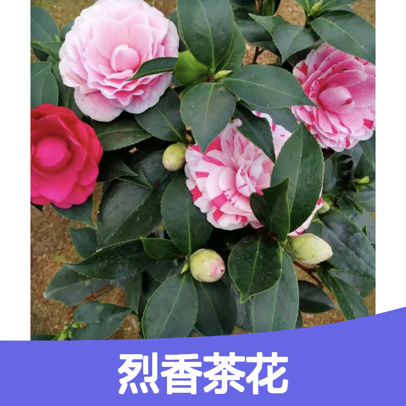 烈香茶花苗 批发基地 园林优选 栽培专业 历史悠久