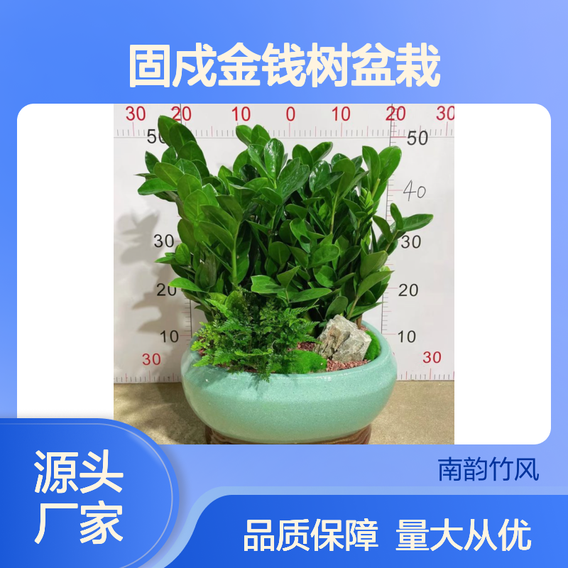 固戍金钱树盆栽 租摆服务优选 成活率高 品质如一