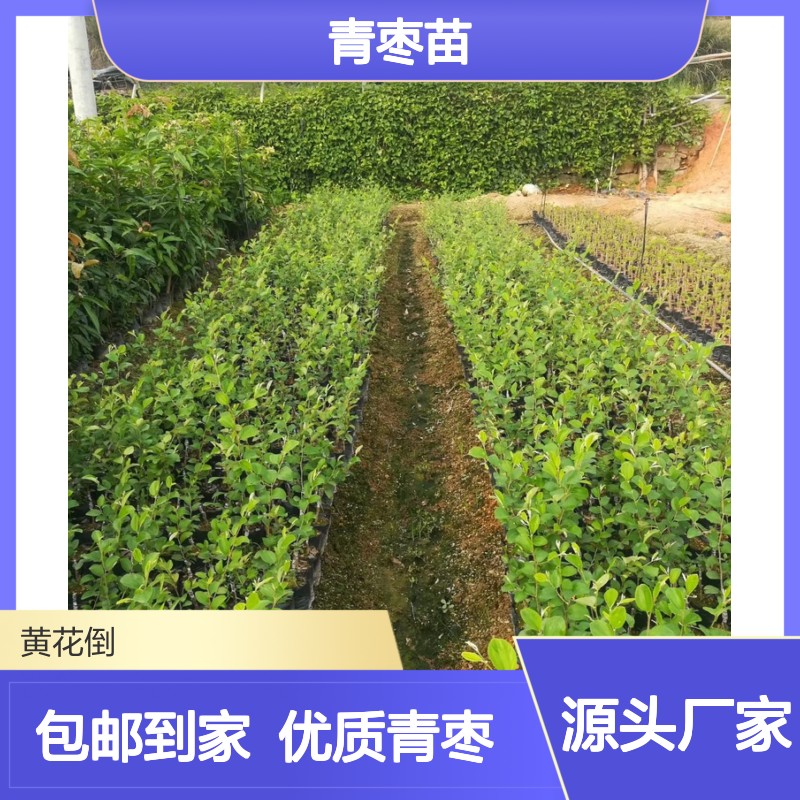 产地一手货源青枣苗 送货上门包邮欢迎来电洽谈经验分享