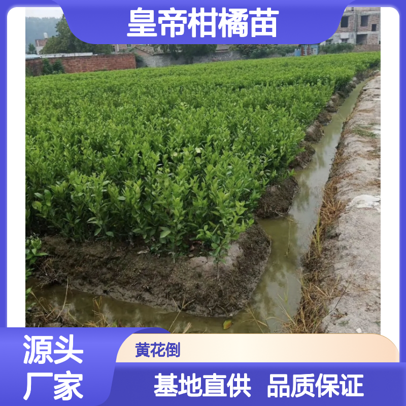 皇帝柑橘苗 基地直供 果形美观 皮薄多汁 营养丰富