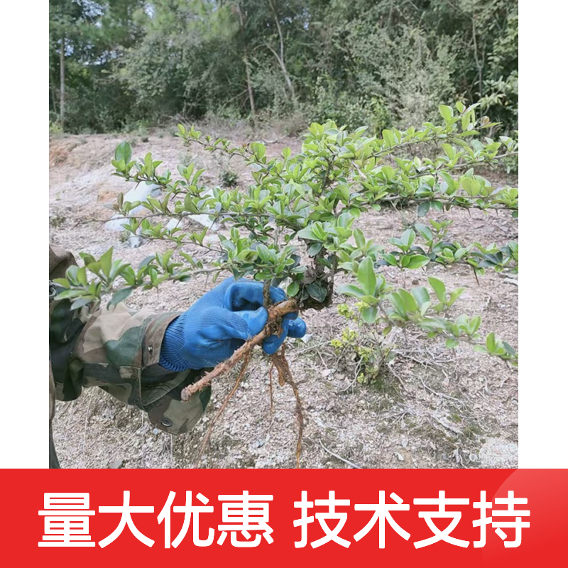 猴欢喜苗 产地直供 顽强生长 支持定制 园林优选