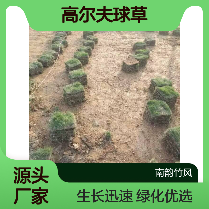 高尔夫球草 绿化工程优选 后期维护指南 生长迅速