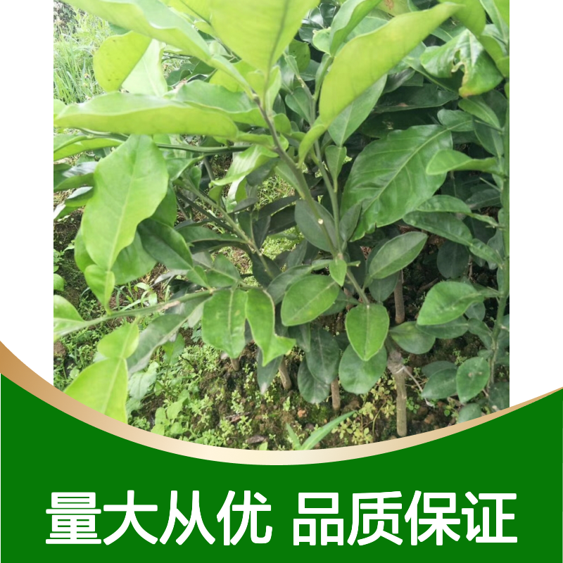 葡萄柚树苗 种植园直供 批发优选 成活率高 适应性强