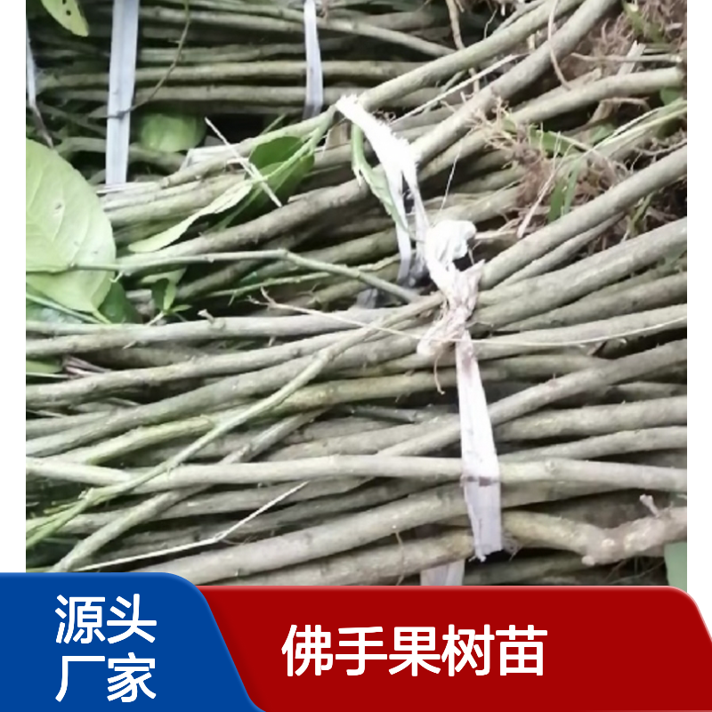 佛手果树苗 批发种植 主产区直供 管理简单 适应性强