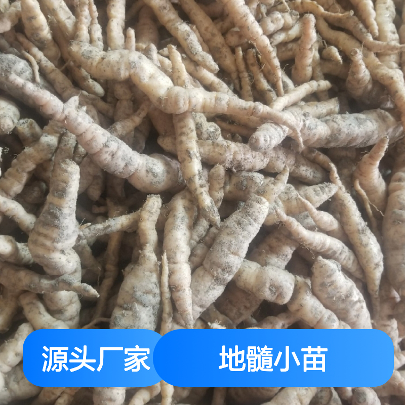 地髓小苗批发 常绿灌木 地黄植株 易于栽培 观赏性强