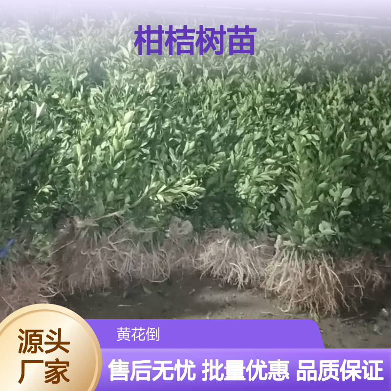 爱媛柑桔树苗 早熟杂柑品种 批发供应 口感脆嫩