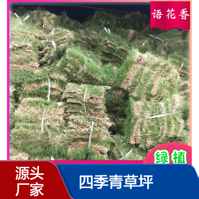 四季青草坪 混播草种 园林绿化专用 抗踩踏弹性佳 持久耐用