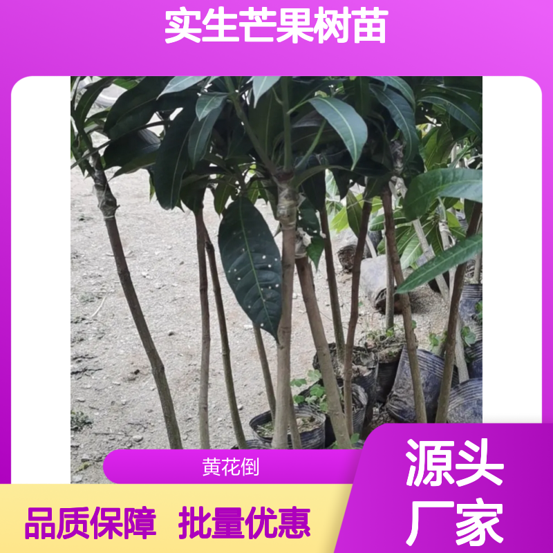 实生芒果树苗 批发基地直供 品质优良 嫁接力强