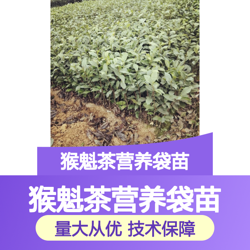 太平猴魁茶营养袋苗 现起现发 专业培育 健康茁壮