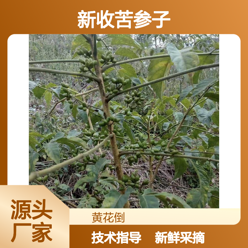 当年新收苦参子种子 产地一手货源免费技术指导