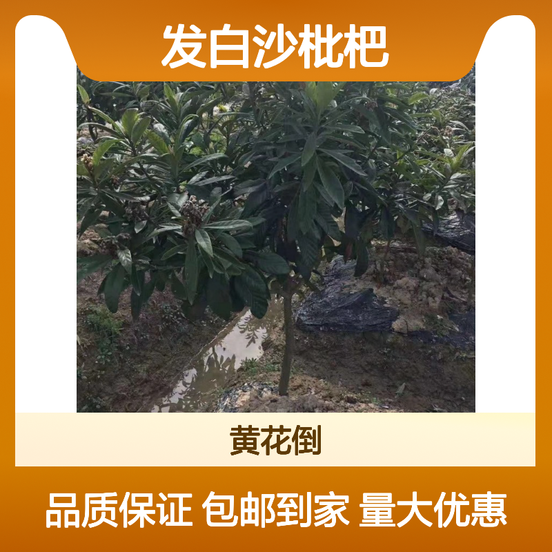 嫁接繁殖白沙枇杷树苗 包邮到家 当天发货 生长快速