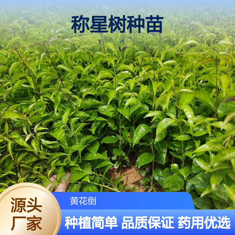 称星树种苗 落叶灌木 中药材 广泛分布 生长旺盛
