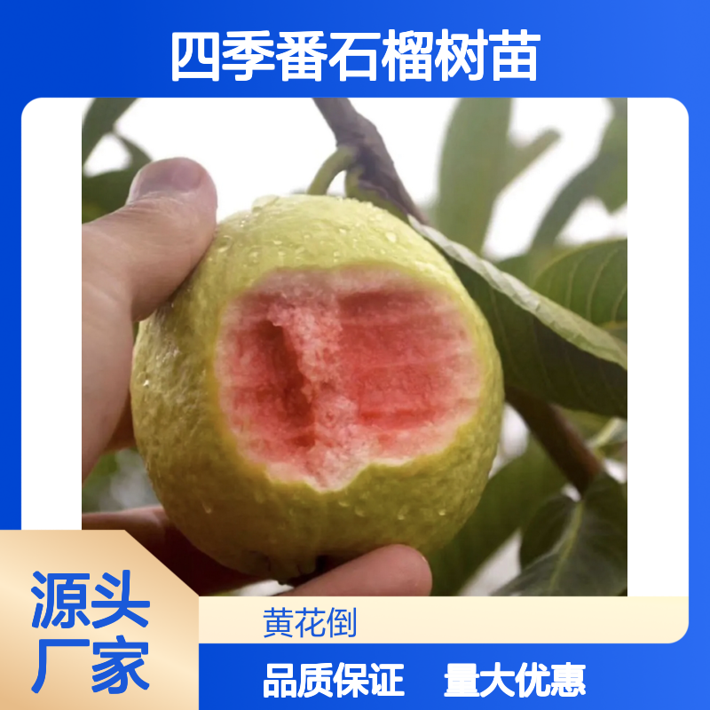 四季番石榴树苗 基地直供 批发优选 适应性强 果味鲜美