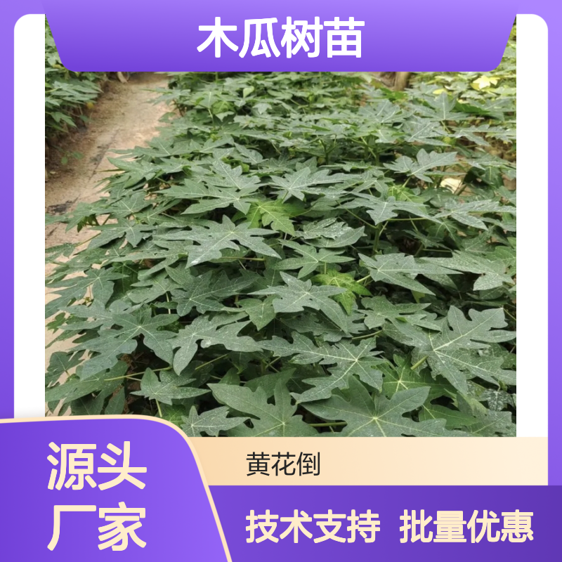 木瓜树苗基地直供 优质番木瓜苗批发 抗寒性强