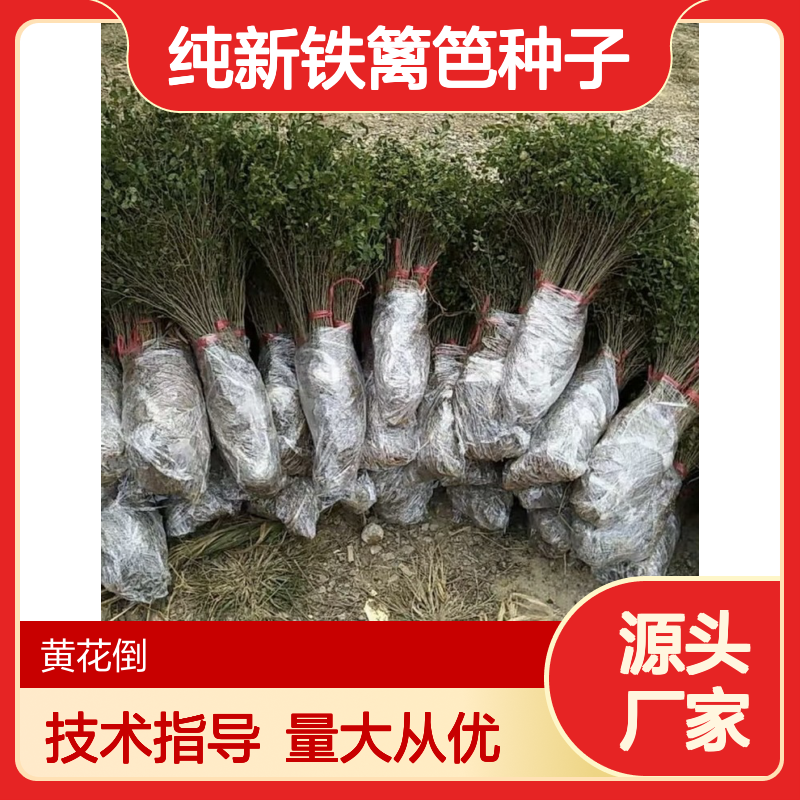 纯新铁篱笆种子 灌木绿篱优选 免费指导 消肿止痛