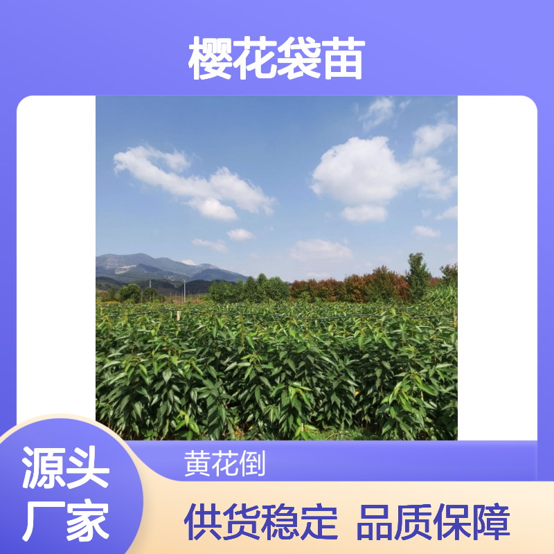 樱花袋苗 珍贵品种 一年两开 色泽淡雅 观赏性强