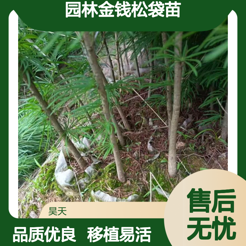 昊天园林金钱松袋苗 地径2-3公分 黑土田苗 完整土球 观叶风景树
