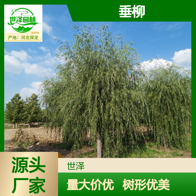 20公分垂柳 工程苗木 树形优美 规模大 按需包装