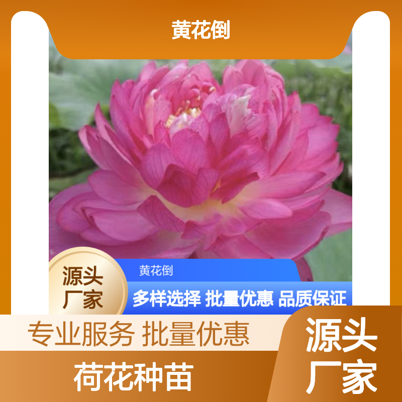 荷花种苗直供 园林观赏 芳香四溢 品质保证 专业培育