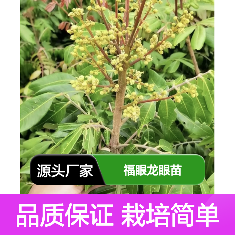 精选福眼龙眼苗 基地批发 栽培简单 品质上乘 生长力强