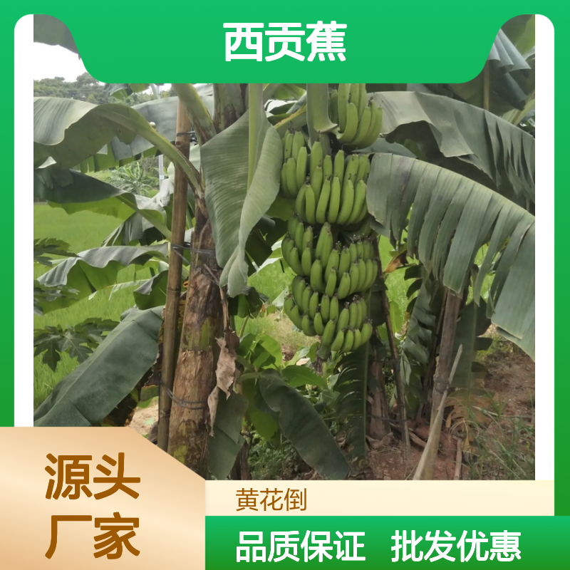 西贡蕉批发供应 新鲜营养 园林优选 品质上乘 抗病力强